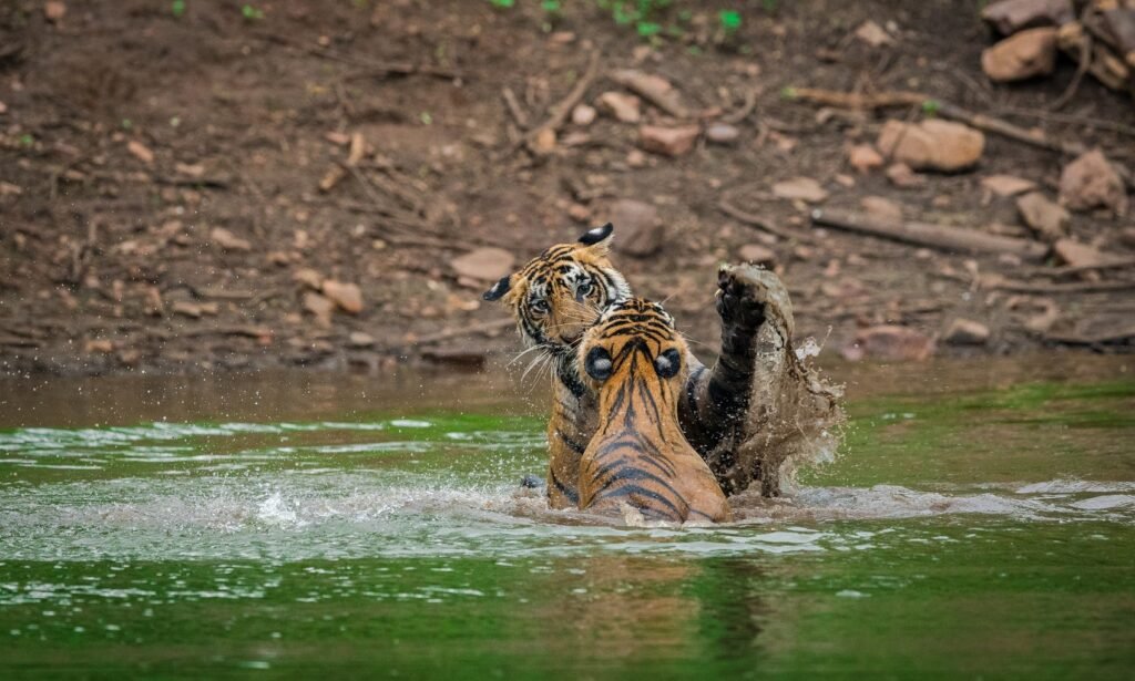 Image showing Tigers Bathing in Ranthambore