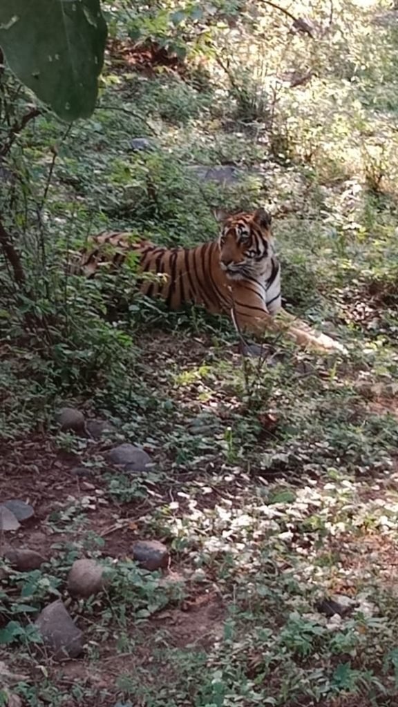 Image showing tiger in Ranthambore Nature Camp