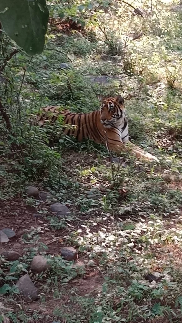 Image showing tiger in Ranthambore Nature Camp